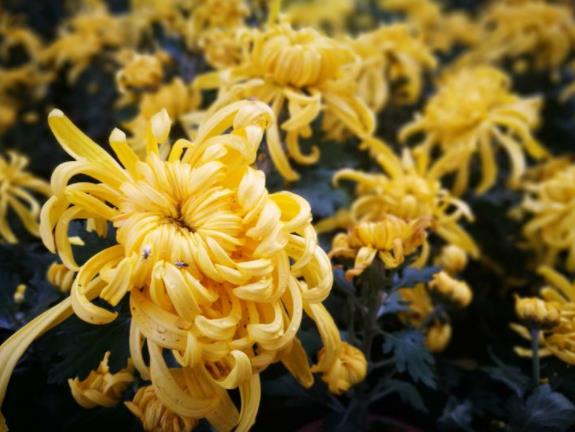 陜西西安鳳棲山墓園倡導(dǎo)鮮花祭先人 美德永傳承