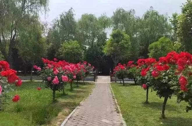西安市民政局副局長(zhǎng)朱友明蒞臨我館參加乙未清明公祭活動(dòng)-西安市奉正塬公墓