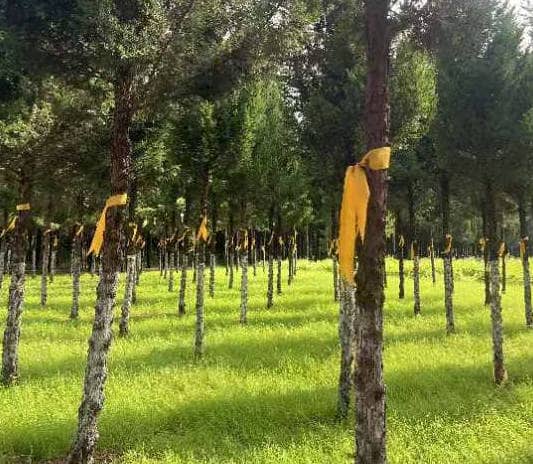西安奉正塬公墓的墓園區(qū)是如何規(guī)劃的?