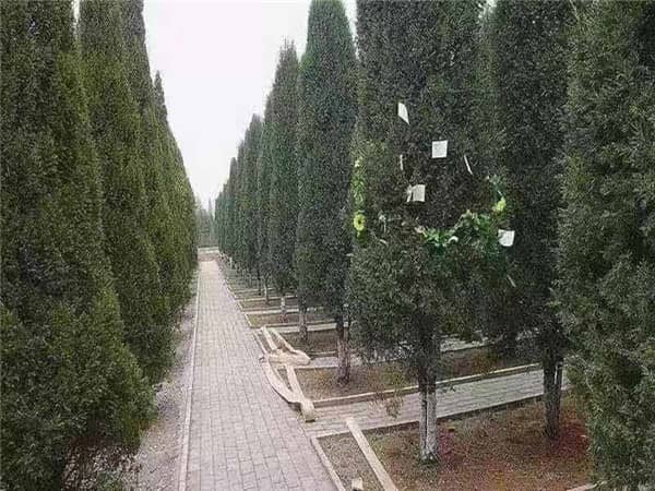 西安閻良漢皇樹葬墓園是什么樣的墓園，有哪些特色？