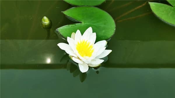 西安壽陽山墓園在綠化養(yǎng)護方面有哪些具體措施，以確保園區(qū)的自然生態(tài)景觀？