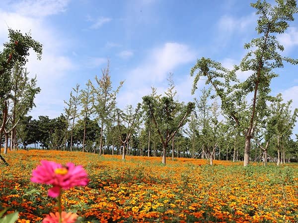 西安壽陽(yáng)山骨灰墓園新環(huán)境新起點(diǎn)新風(fēng)貌
