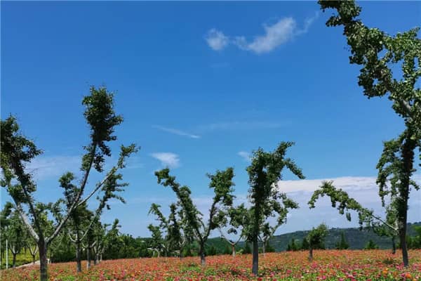 西安壽陽(yáng)山陵園為何被認(rèn)為是風(fēng)水寶地？