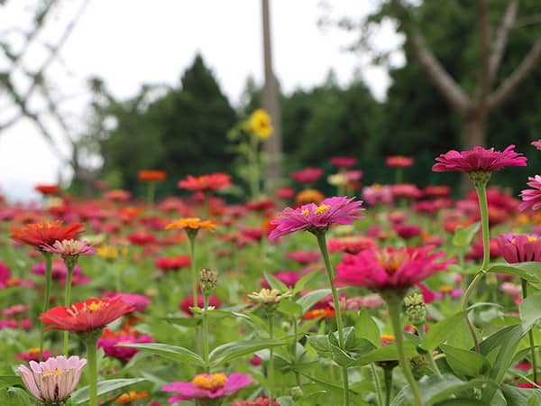 西安壽陽山墓園如何體現(xiàn)節(jié)地生態(tài)葬的理念，并在此基礎(chǔ)上實(shí)現(xiàn)生命的永恒與自然和諧？