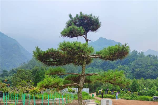 西安九龍山公墓在墓地價(jià)格方面有哪些特點(diǎn)？