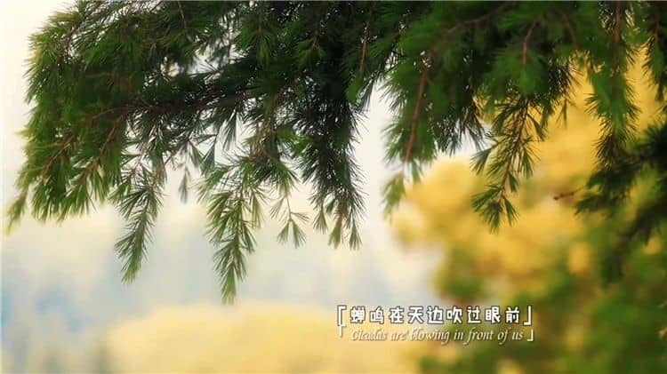 西安霸陵陵園樹葬壁葬草坪葬哪個好且價格便宜？
