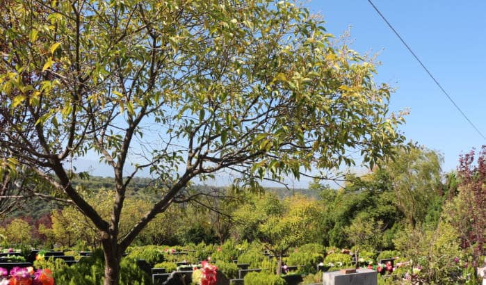 西安白鹿原墓園對于墓地的維護有哪些政策？維護費用是如何計算的？