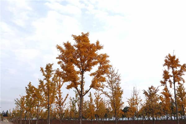 西安墓園選址哪里好呢最新？解析最新墓園位置選擇