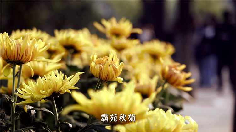 西安墓地價(jià)格與分布解析 | 各區(qū)代表性墓地推薦