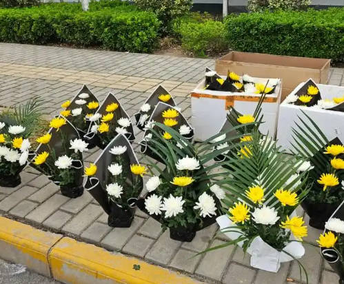 公墓二排六號好不好？