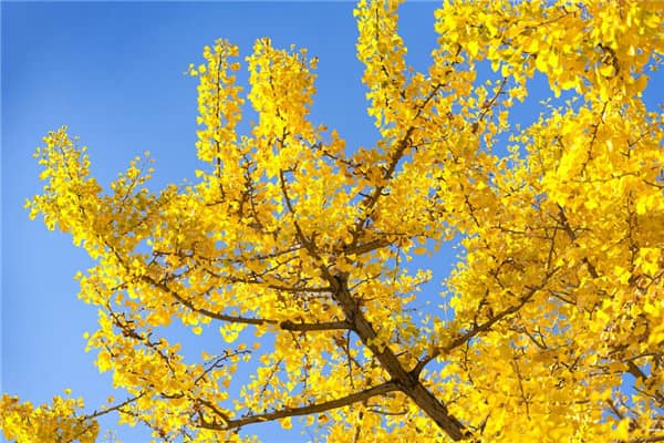 在選擇西安地區(qū)的公墓時，家屬應(yīng)該注意哪些方面，以確保逝者得到公平和尊嚴(yán)的告別？